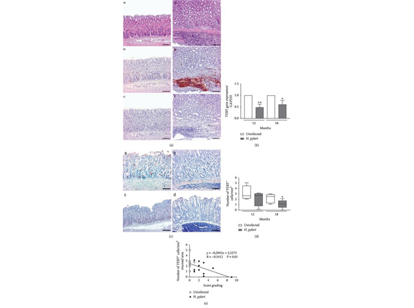 Immunohistochemistry using hTERT